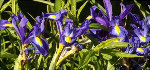 IRISES-by-Amanda-Drew.jpg