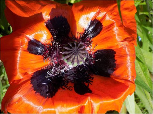 POPPY-by-Amanda-Drew.jpg