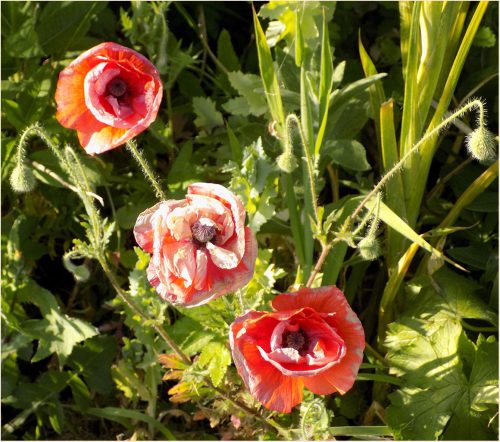 TRIO-OF-ROSES-by-Amanda-Drew.jpg